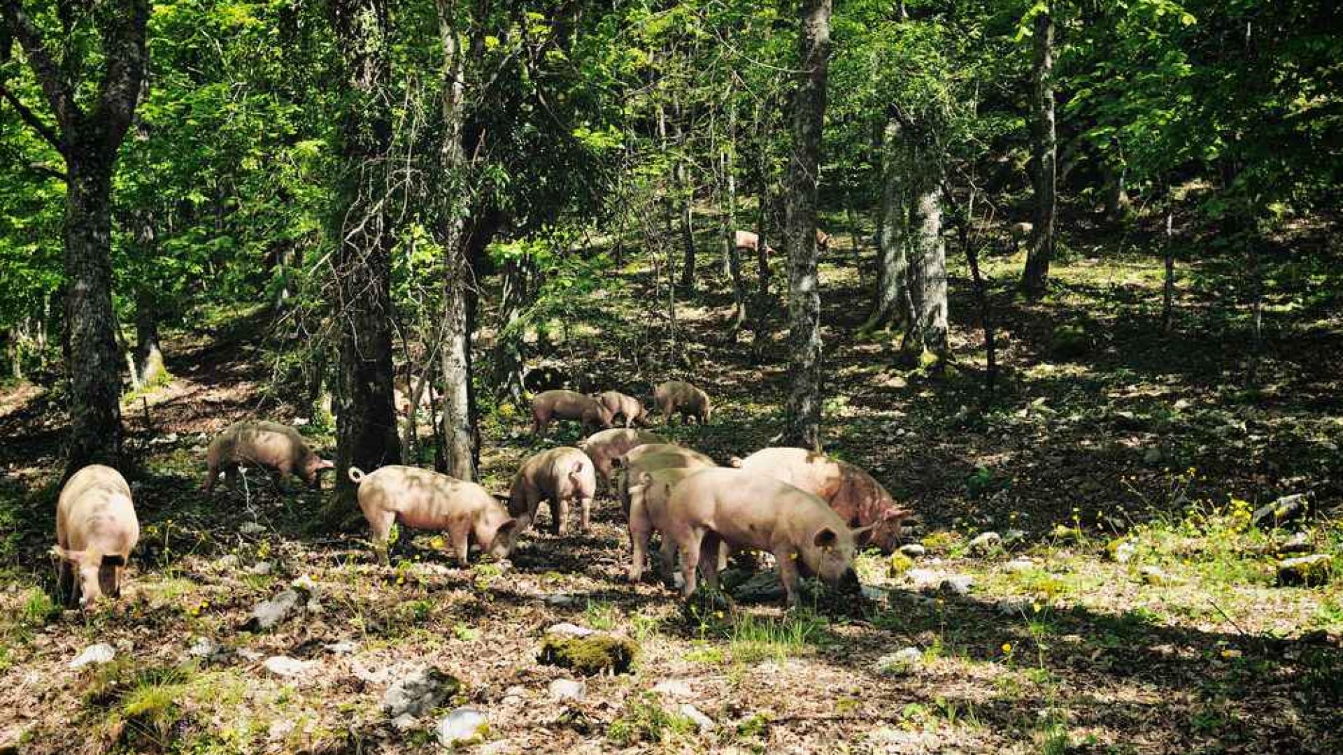Nizozemskom gradu svinje pomažu u borbi protiv invazivnog hrasta