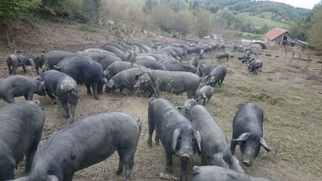 Proizvod od svinjskog mesa iz Hrvatske dodan u registar zaštićenih oznaka izvornosti (ZOI)