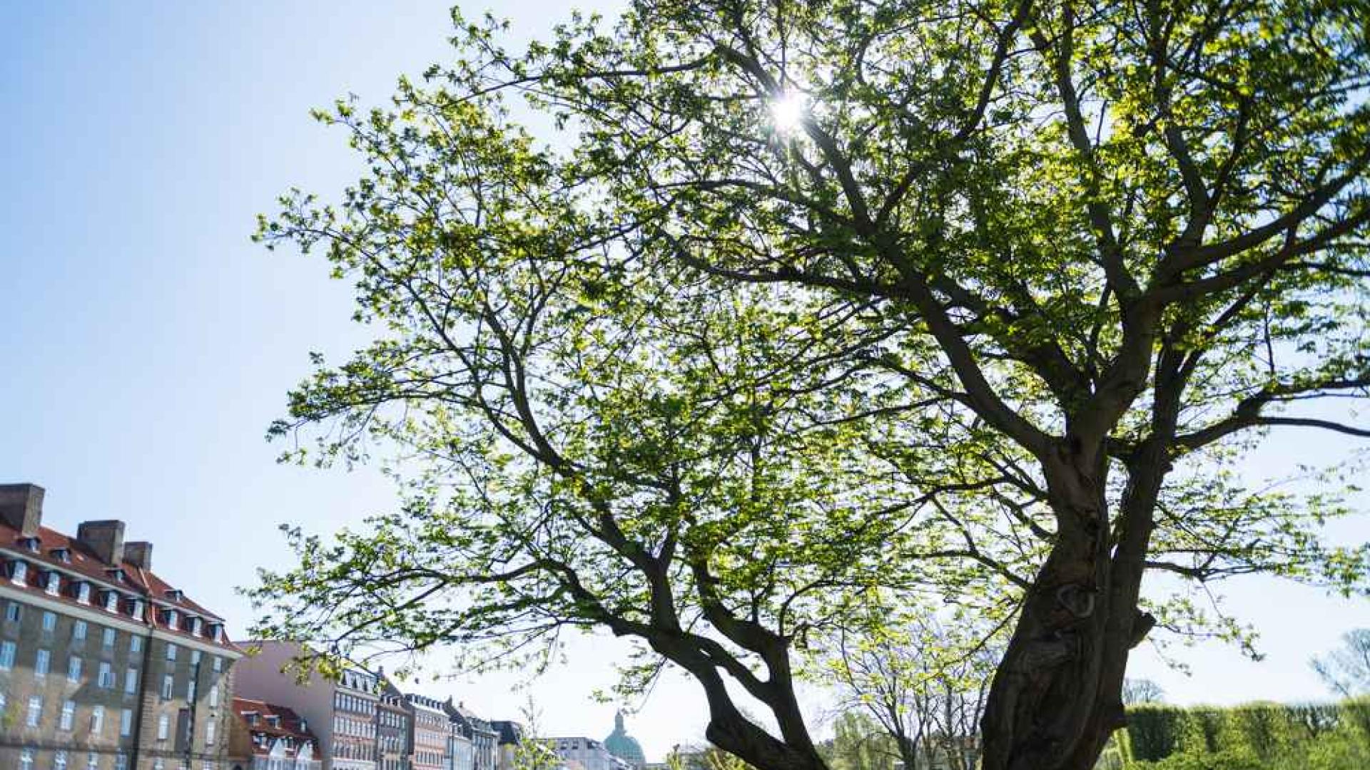 Globalni rezultati klimatskih akcija bili bi nepotpuni bez sudjelovanja gradova