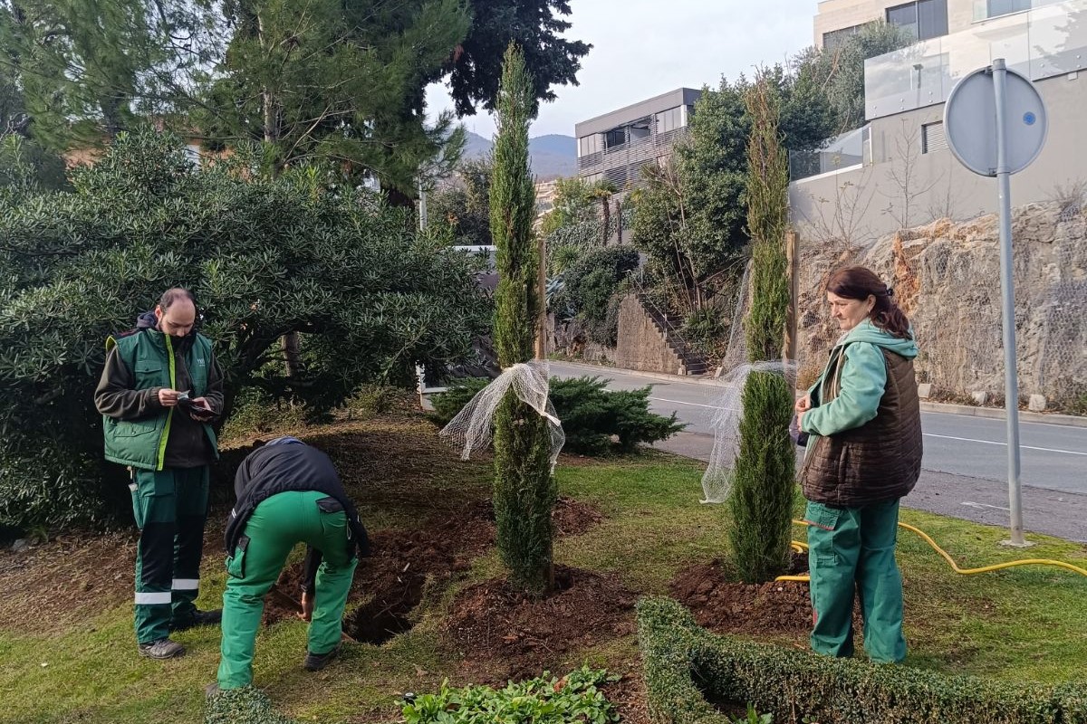 Započela sadnja stabala, obnova fonda opatijskih zelenih površina