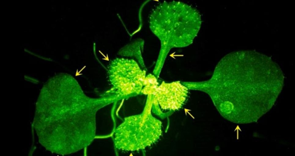Snimljena nevjerojatna snimka “razgovora” dviju biljki!
