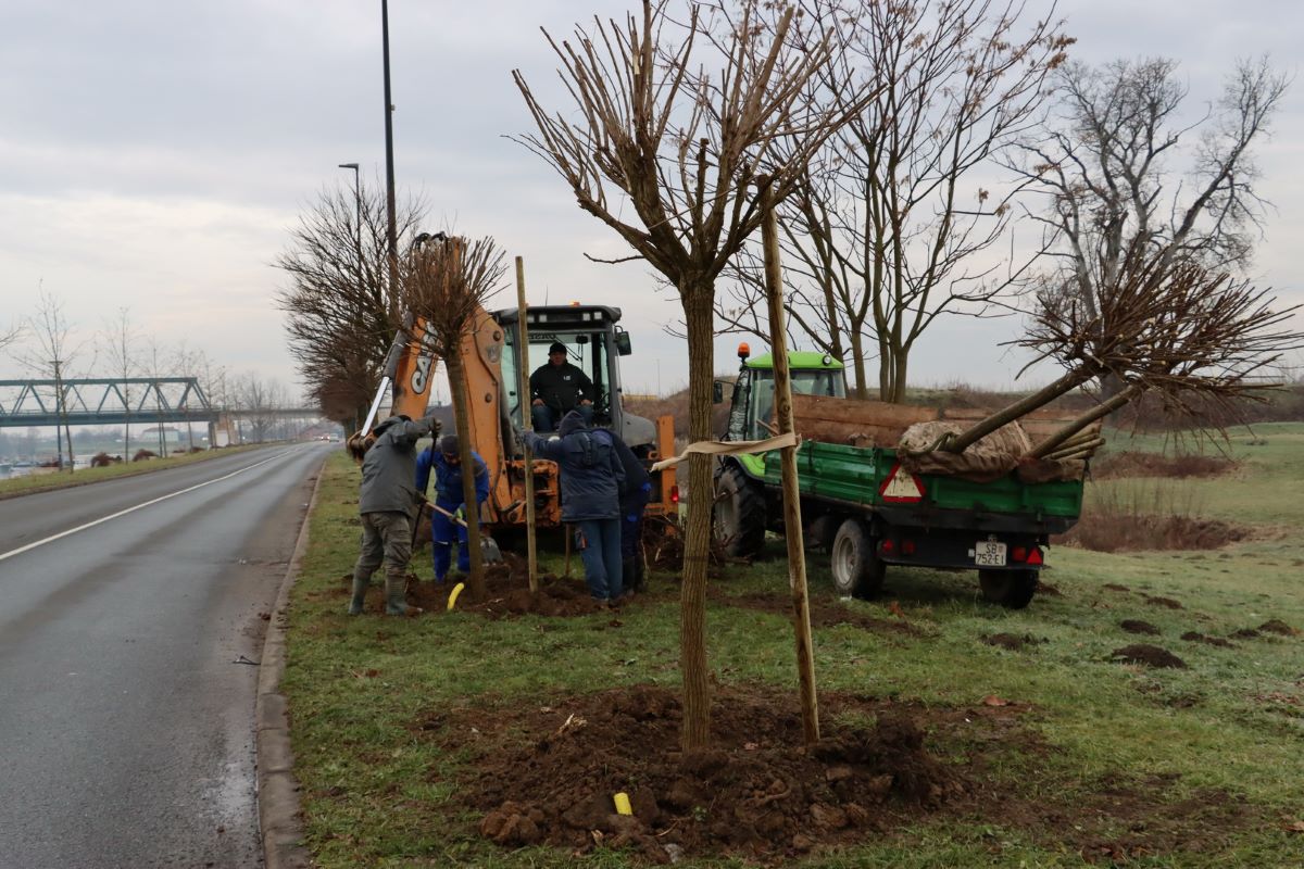 Slavonski Brod započeo akciju zamjene stabala oštećenih u nevremenu