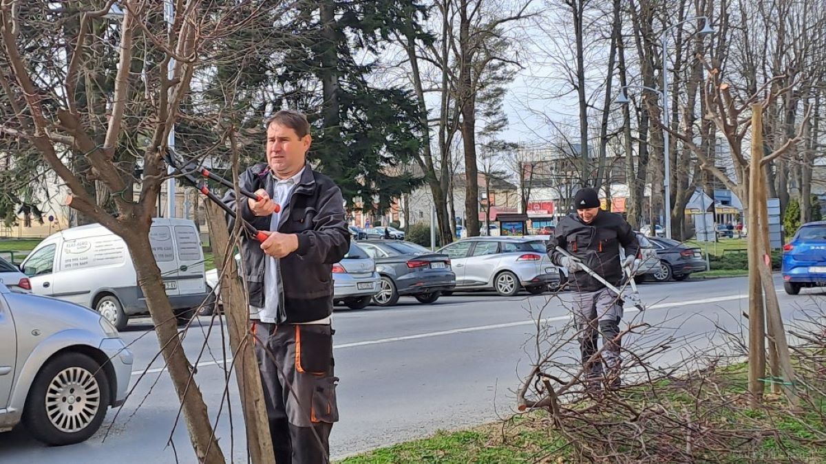 Sezonsko orezivanje krošnji stabala slatinskih drvoreda