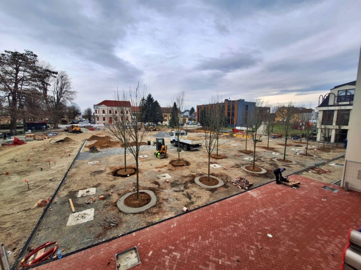 Na glavnom gradskom trgu posađeno 14 stabala poljskog javora