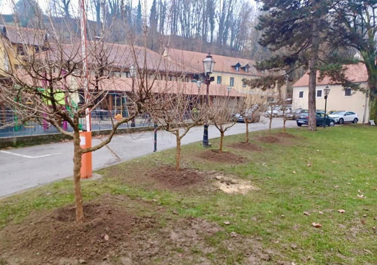 Samobor sadi stabla u nizu ulica