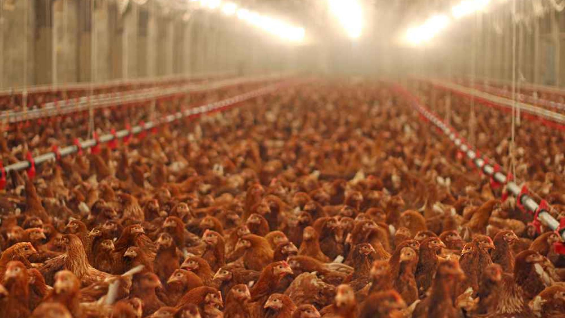 Danski grad želi prestati kupovati “turbo kokoši” kako bi okončao okrutnost prema životinjama