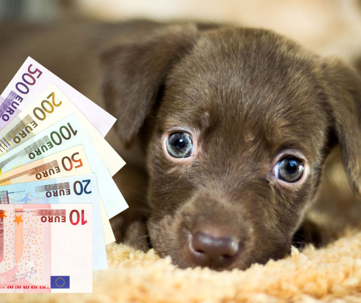 Kaznili prodavačicu kolača a ignoriraju milijunsku prodaju pasa!