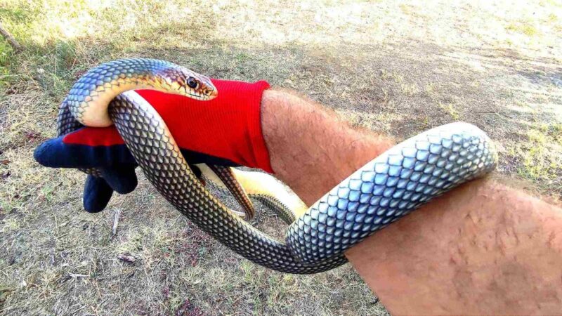 Bugarski grad zaposlio je lovca na zmije