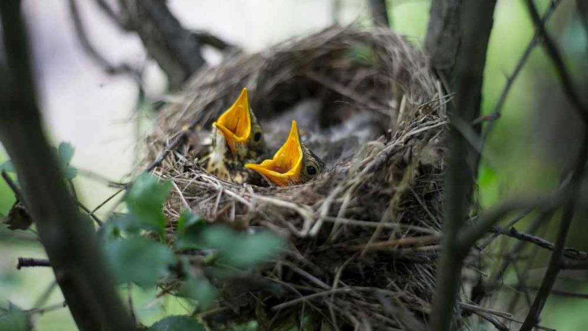 Estonski šumarski lobi dovodi u pitanje državnu politiku neuznemiravanja ptica