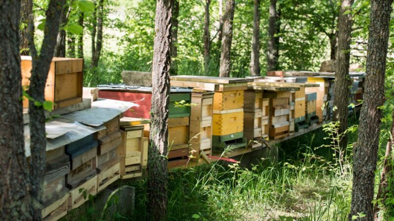 Platforma za upoznavanje pčela i medonosnog bilja odsad i u Beču