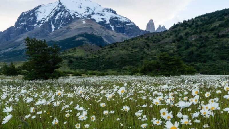 Ovo je službeno najljepše cvjetno polje na svijetu