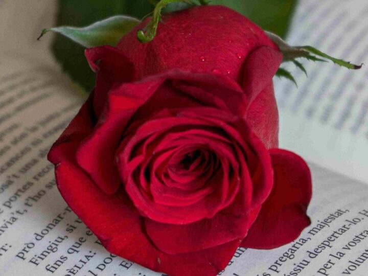 Katalonija danas slavi Sant Jordi