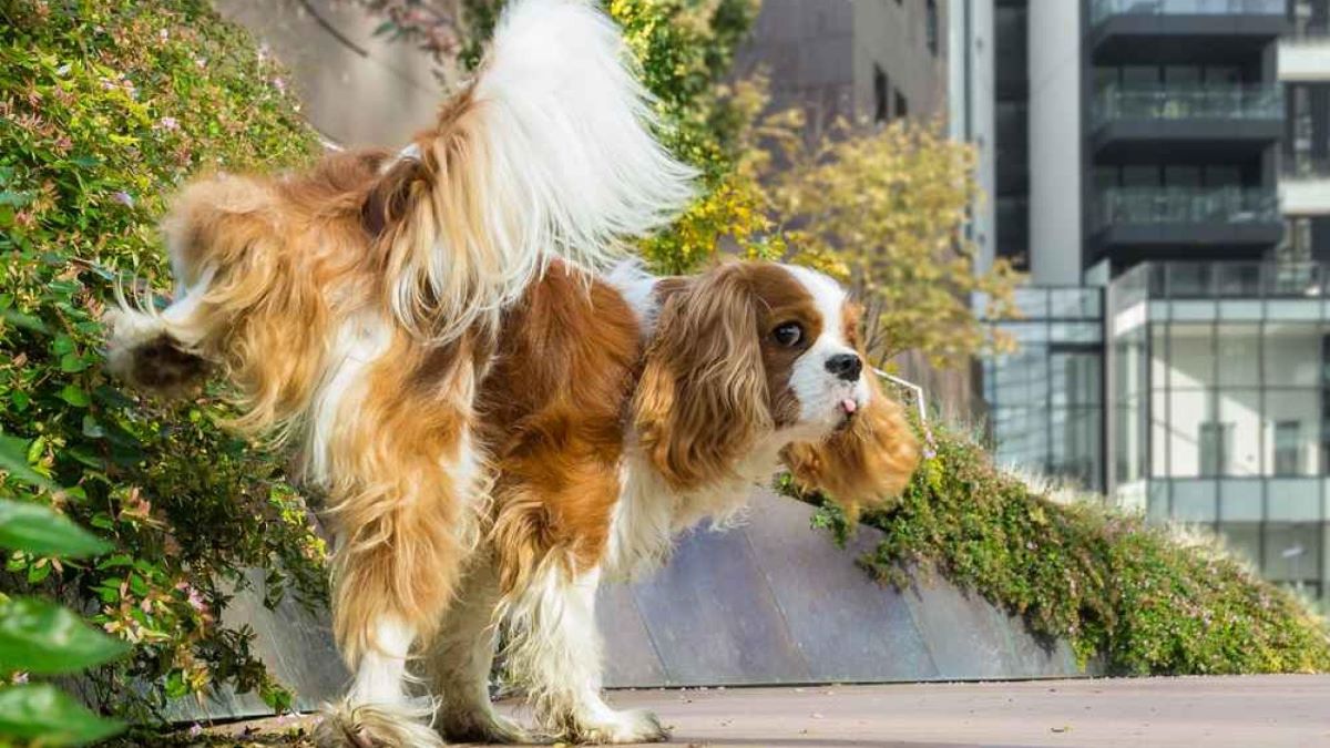 Vlasnici pasa iz Valladolida morat će očistiti mokraću svojih ljubimaca