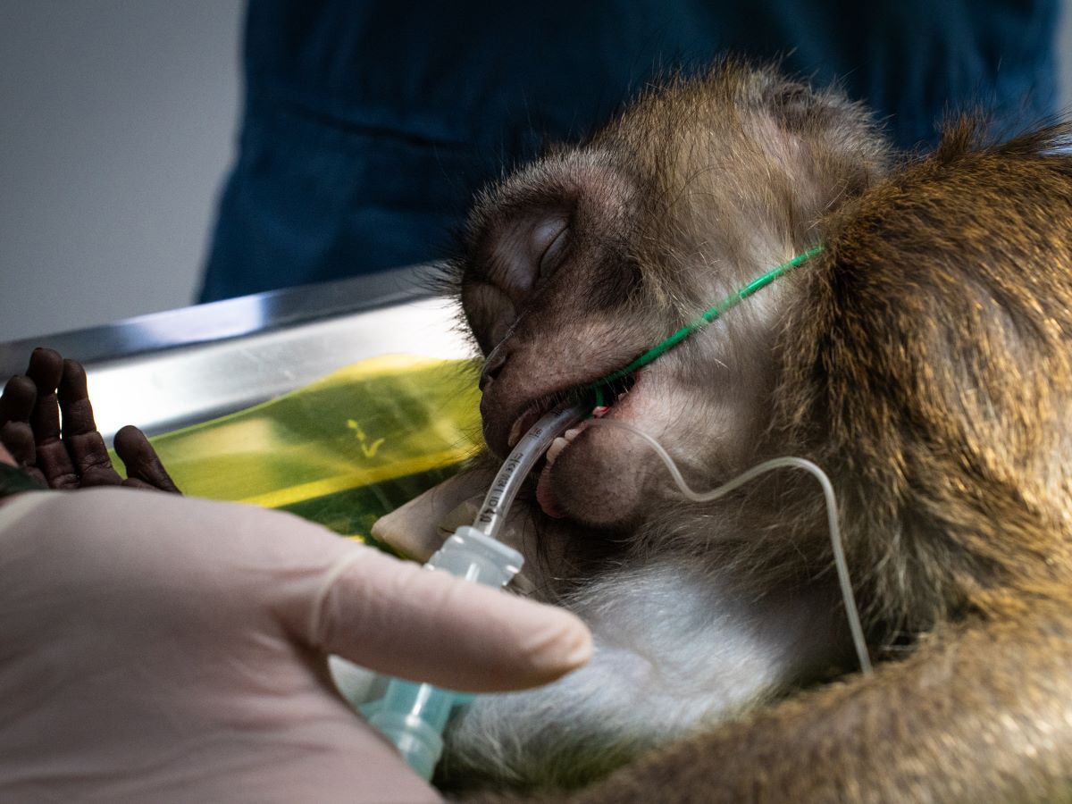 Čak 25 pasa i majmuna spašeno od jezivih pokusa!