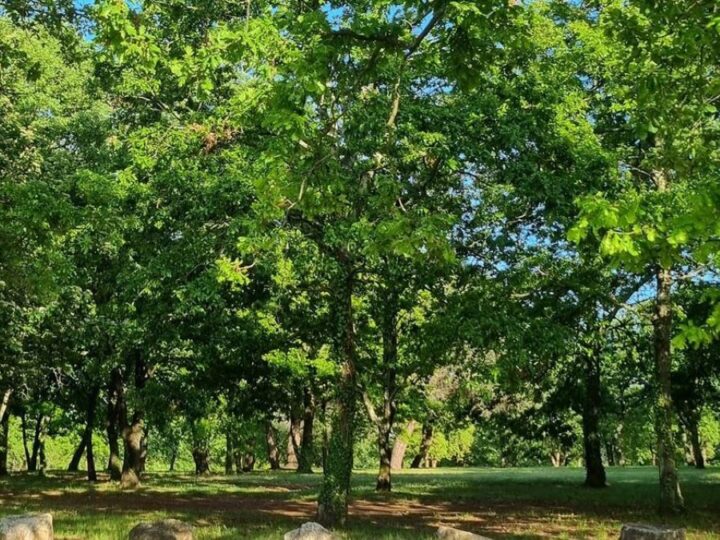 Zašto je nestao toliko potreban humus u gradovima i parkovima i kako ga ponovo stvoriti?