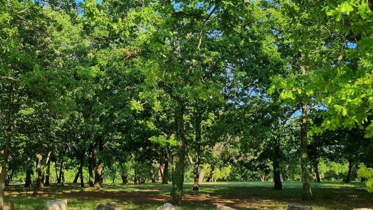 Zašto je nestao toliko potreban humus u gradovima i parkovima i kako ga ponovo stvoriti?