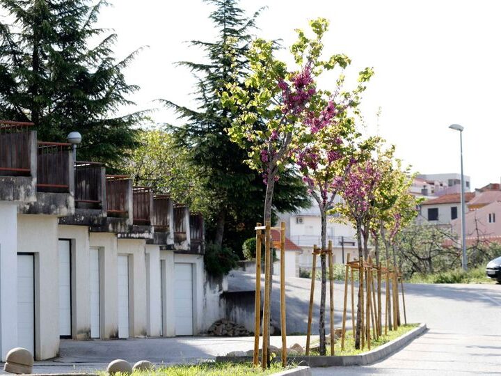 Makarska će zasaditi 94 stabla i 500 grmova