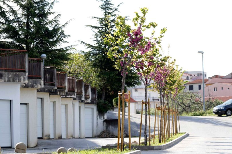 Makarska će zasaditi 94 stabla i 500 grmova