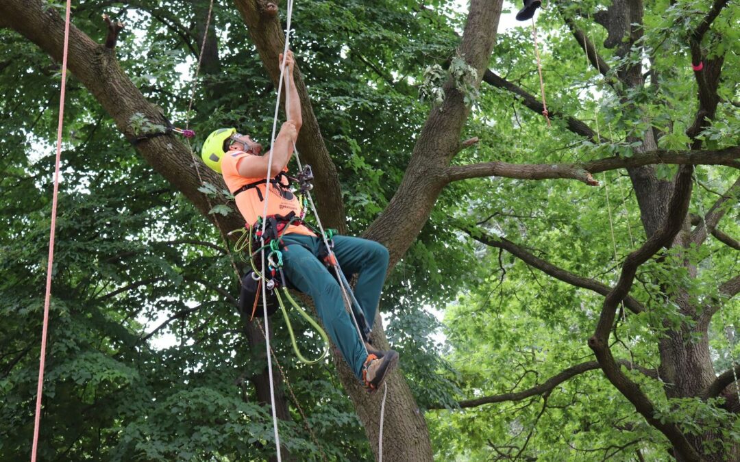 Uloga arborista u urbanom šumarstvu i arborikulturi