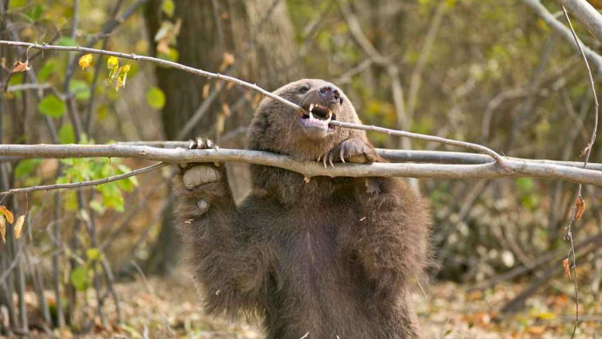 Rumunjski parlament vraća se s ljetne stanke kako bi raspravljao o napadima medvjeda