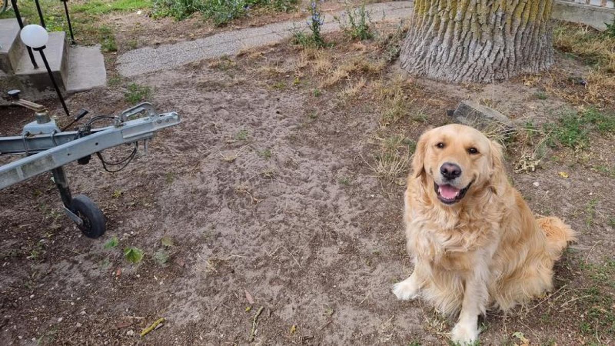 Zašto se ova dva švedska otoka natječu koji ima najružniji travnjak?