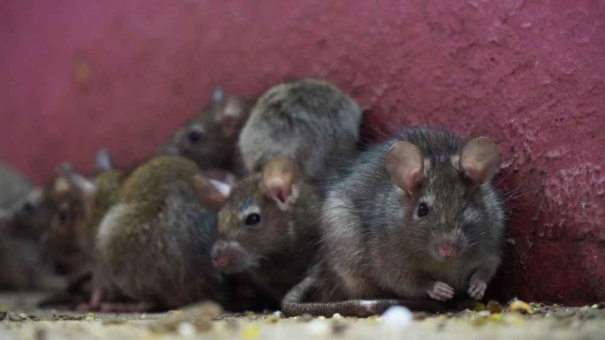 Pariz želi sakriti svoje štakore uoči Olimpijskih igara