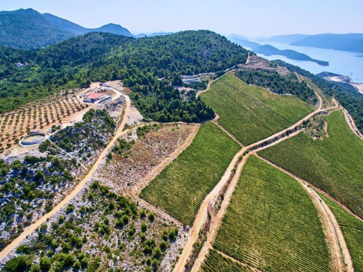 Ovaj hrvatski vinograd upravo je proglašen najljepšim u Europi
