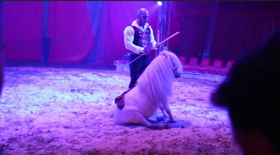 Zabranili nastupe životinja i novčano kaznili cirkus!