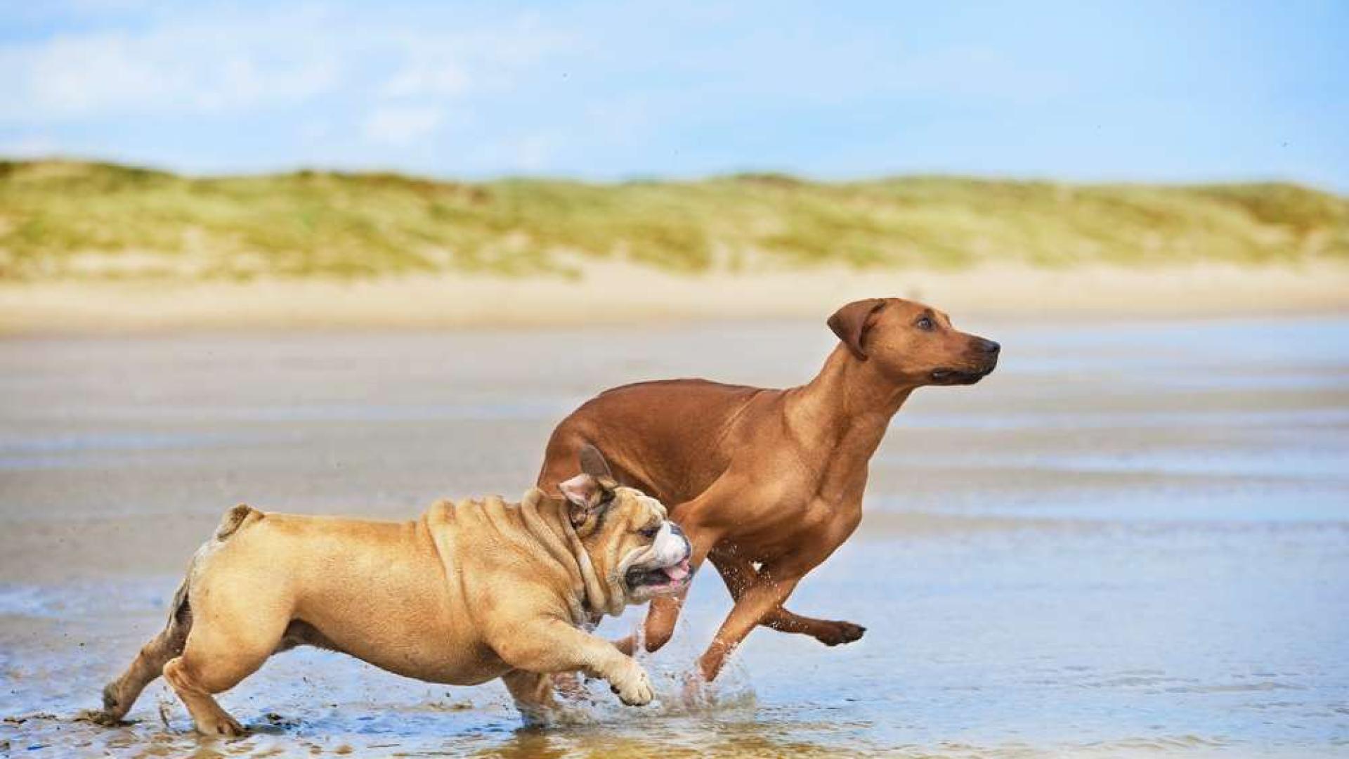 Hoće li Portugal dopustiti kućnim ljubimcima pristup plažama?