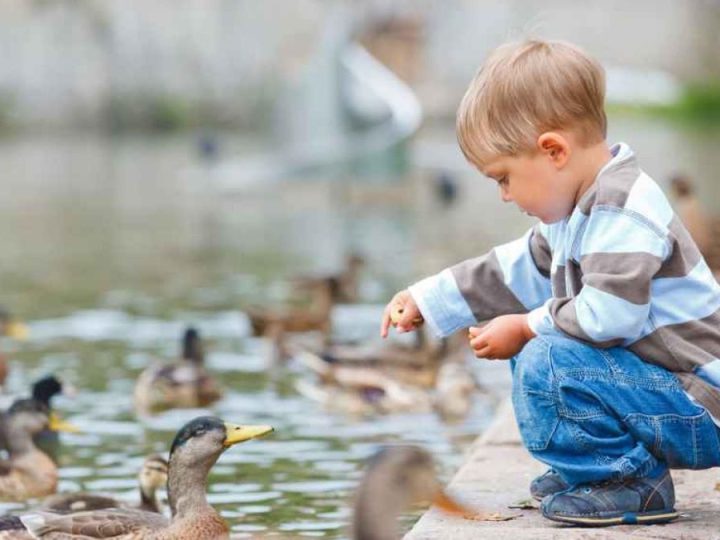 Njemački grad objašnjava zašto je hranjenje pataka loša stvar