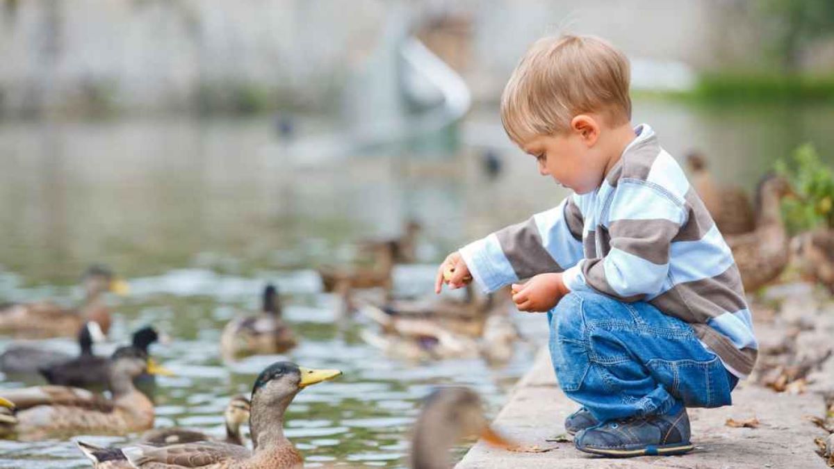 Njemački grad objašnjava zašto je hranjenje pataka loša stvar