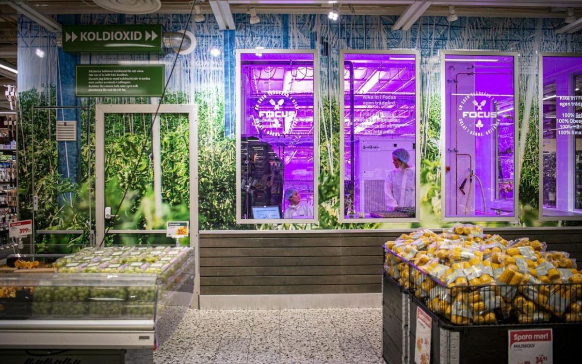 SweGreen je švedska vertikalna farma koja uzgaja povrće unutar supermarketa