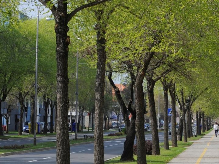JOŠ JEDNOM ZNANSTVENO DOKAZANO: Više zelenila u urbanim područjima spasilo bi 1,16 milijuna života
