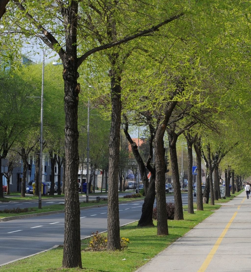 JOŠ JEDNOM ZNANSTVENO DOKAZANO: Više zelenila u urbanim područjima spasilo bi 1,16 milijuna života