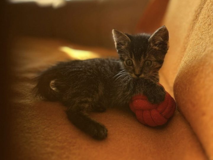 Kastracija je najbolji način kontrole razmnožavanja!