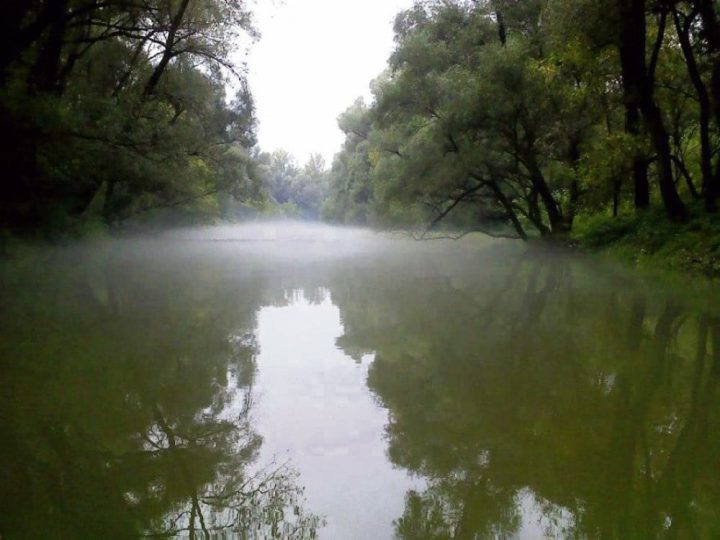 Zahtjevi stabala za ekološkim uvjetima