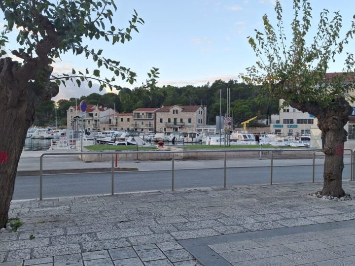 U Makarskoj se uklanjaju osušene murve i sade se nova stabla na rivi