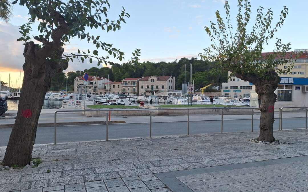 U Makarskoj se uklanjaju osušene murve i sade se nova stabla na rivi