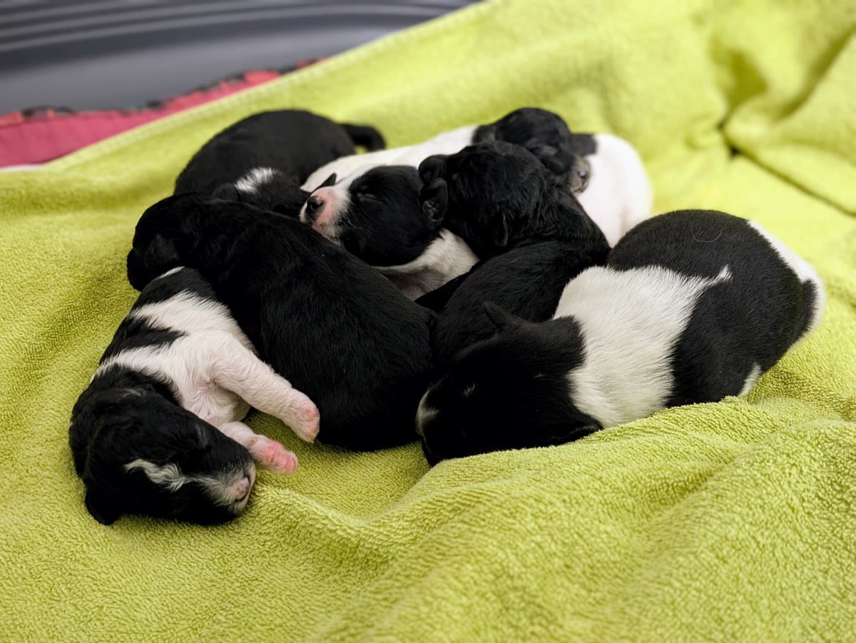 Zagreb nudi subvencije za kastracije pasa, Slatina dvaput godišnje, a Općina Lasinja plaća sav trošak