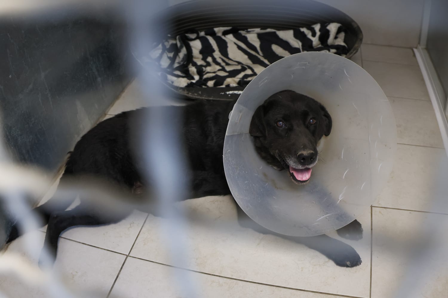 Osječki azil za napuštene pse prvi u Hrvatskoj dobio podno grijanje