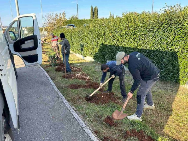 U Poreču počela sadnja 2.000 stabala i sadnica mediteranskog bilja