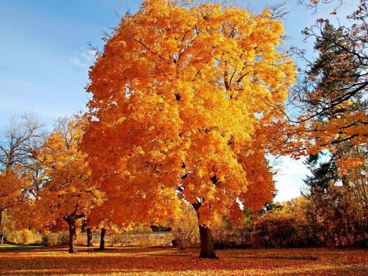 Jesenska promjena boje listova – uloga biljnih pigmenata