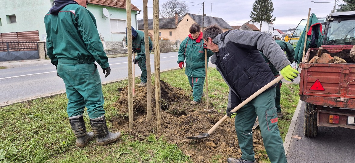 U Bjelovaru se sadi više od 360 stabala!