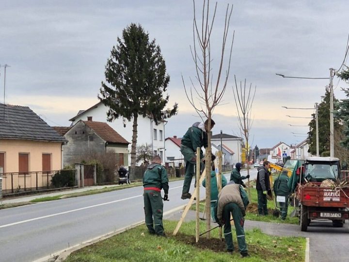U sklopu zelene obnove Bjelovara posadit će se 366 stabala