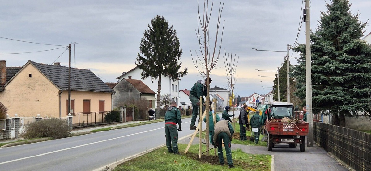 U sklopu zelene obnove Bjelovara posadit će se 366 stabala