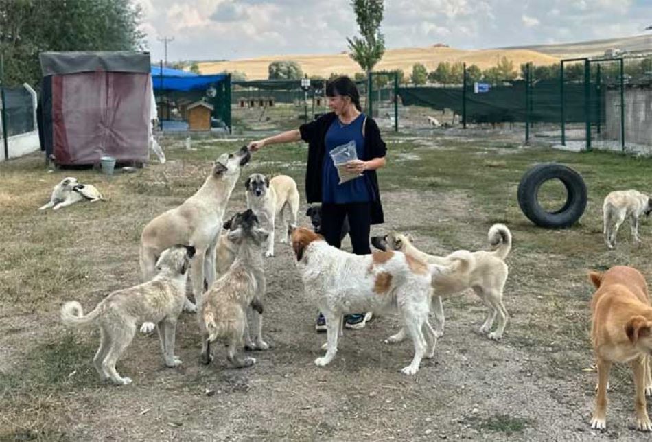 Hikvisionova tehnologija zaštitnik pasa lutalica