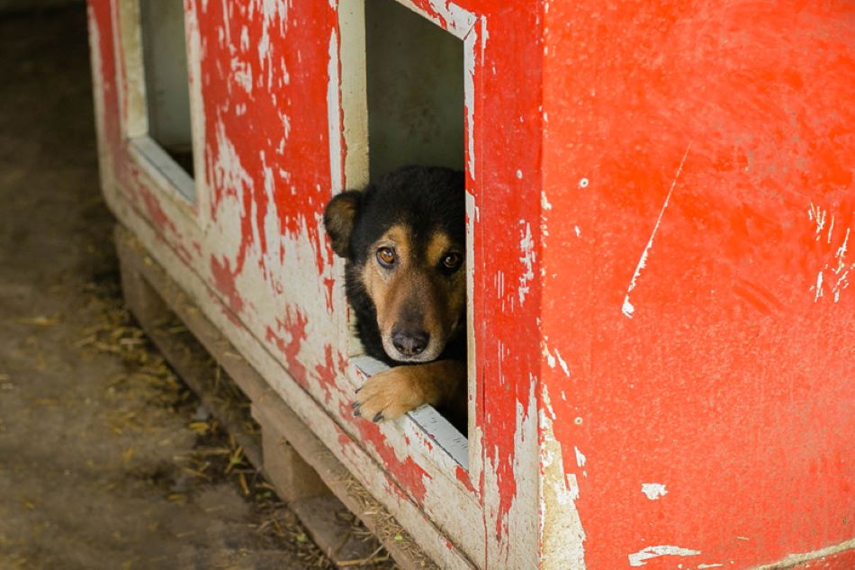 Birajte one koji će pokazati stvarnu brigu za zaštitu životinja!