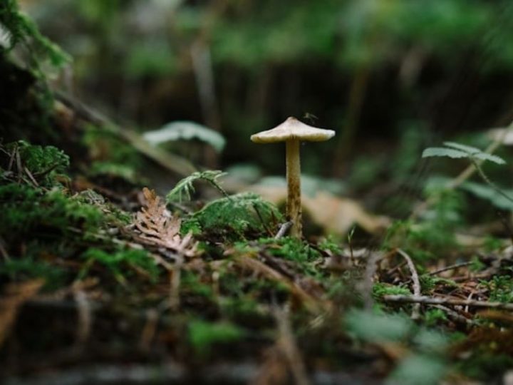 Znanstvenici otkrili prirodnu metodu ubrzanja rasta drveća