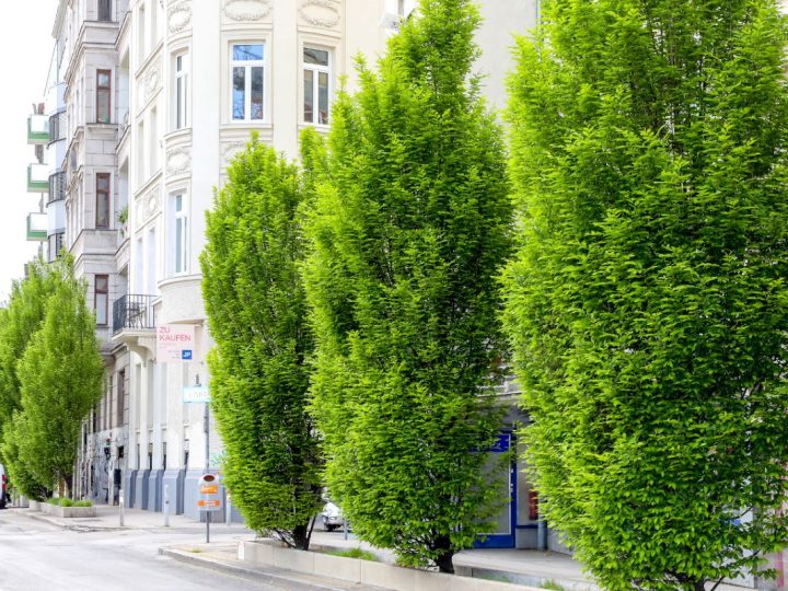 Beč postavlja novi rekord u ozelenjivanju
