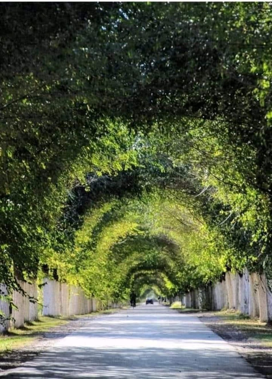 Prekrasan drvored sibirskih brijestova u malom selu Belo Blato u Srbiji